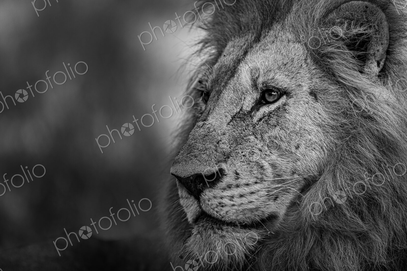 A close-up of a male lion, Panthera Leo, in black and white.
