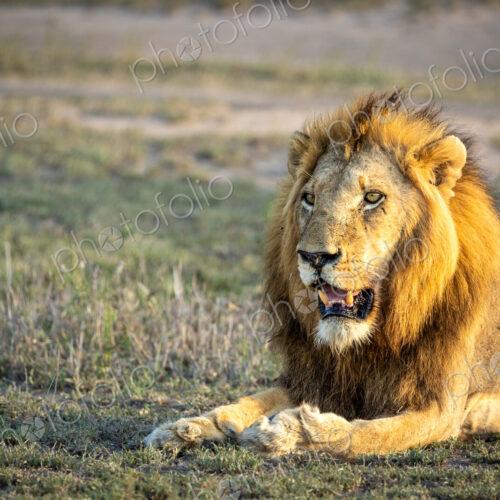 A close-up of a male lion, Panthera Leo, lying down. A close-up of a male lion, Panthera Leo, lying down.