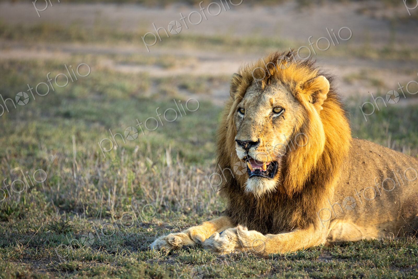 A close-up of a male lion, Panthera Leo, lying down.