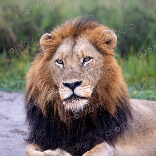 A close-up of a male lion, Panthera leo.