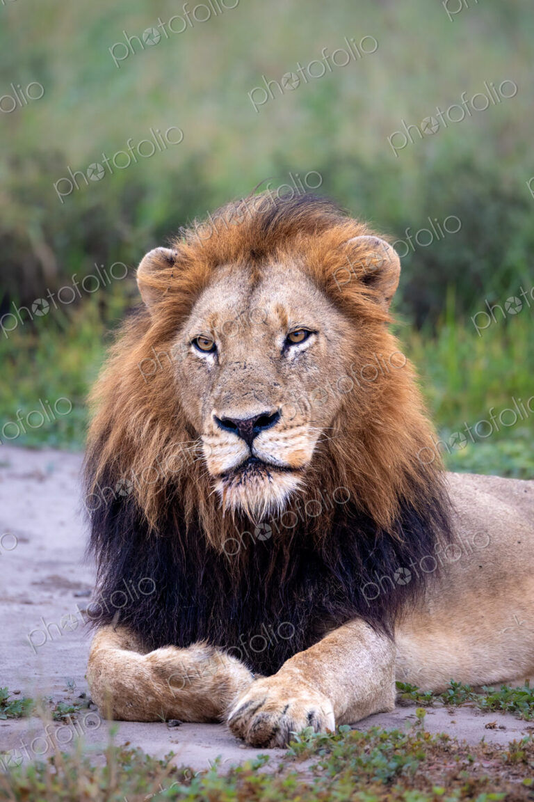 A close-up of a male lion, Panthera leo.
