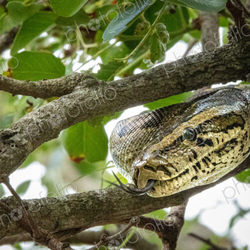 A close-up of a rock Python, Python sebae, in a tree.