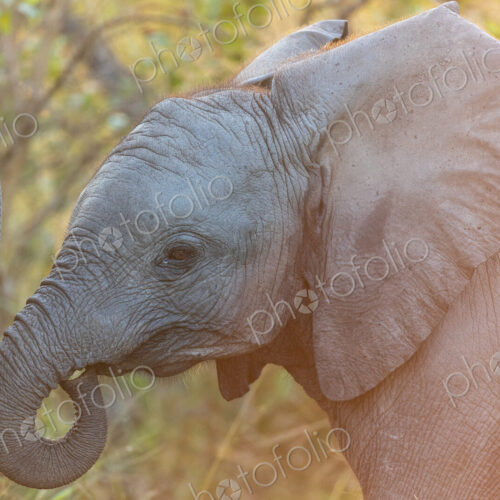A close-up of an elephant calf, Loxodonta africana, walking next to its mother. A close-up of an elephant calf, Loxodonta africana, walking next to its mother.