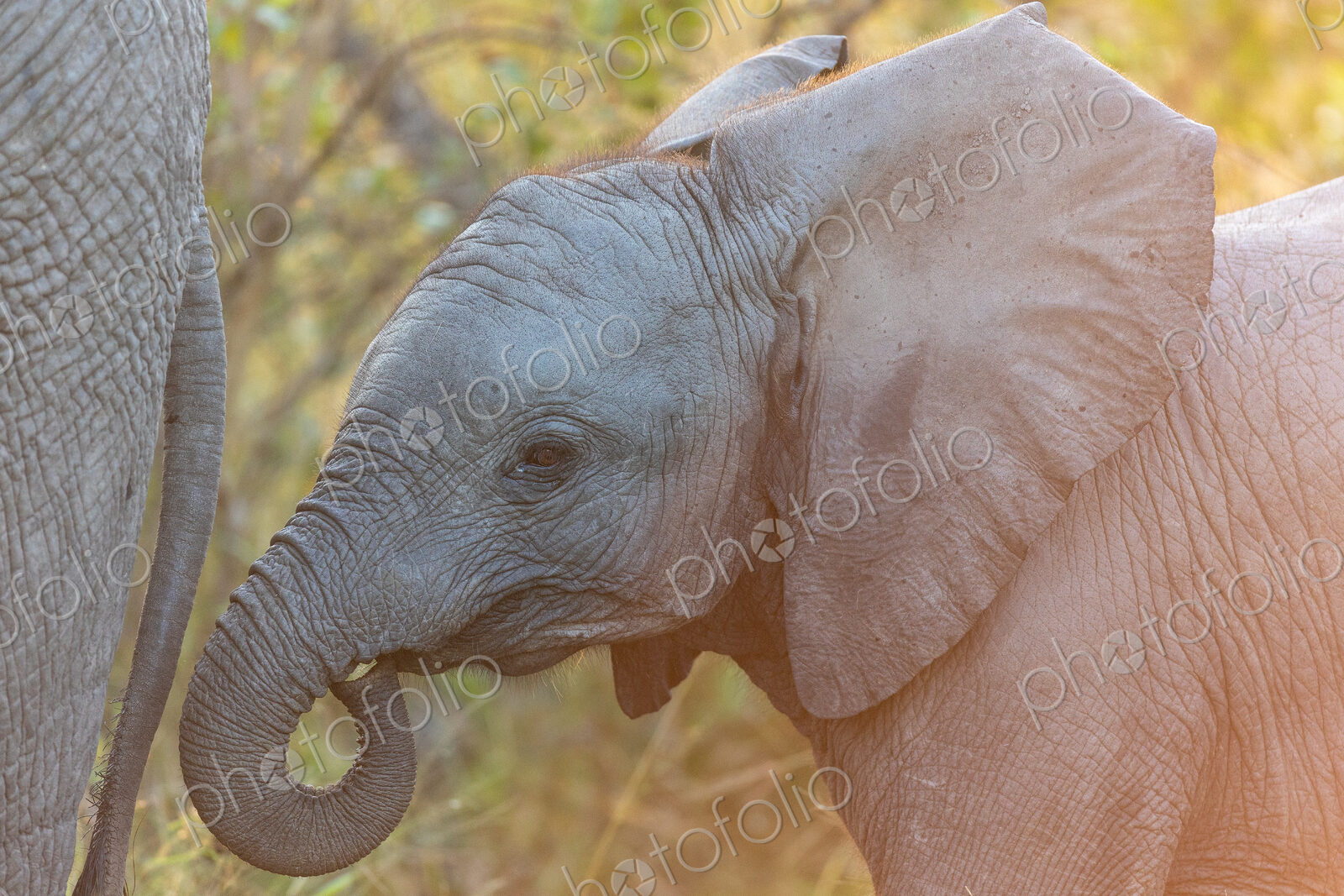 A close-up of an elephant calf, Loxodonta africana, walking next to its mother.