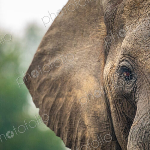 A close-up of an elephants' eye, Loxodonta africana. A close-up of an elephants' eye, Loxodonta africana.