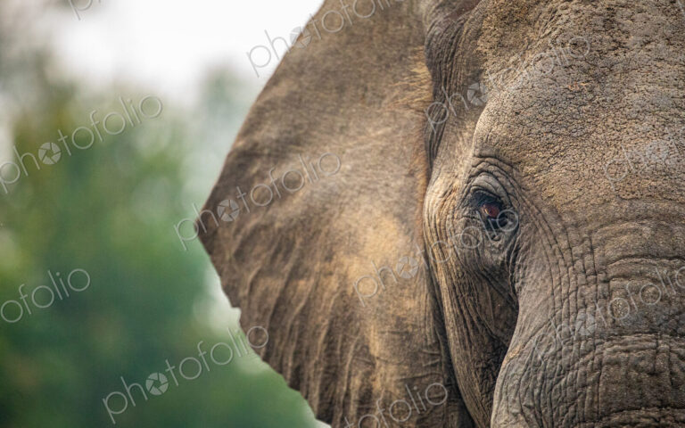 A close-up of an elephants' eye, Loxodonta africana.