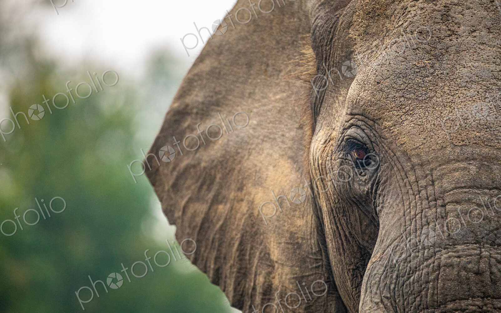 A close-up of an elephants’ eye, Loxodonta africana.