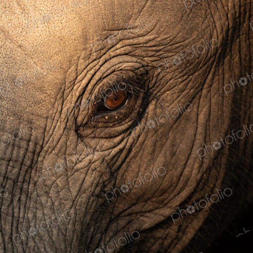 A close-up of an elephants' eye, Loxodonta africana. A close-up of an elephants' eye, Loxodonta africana.