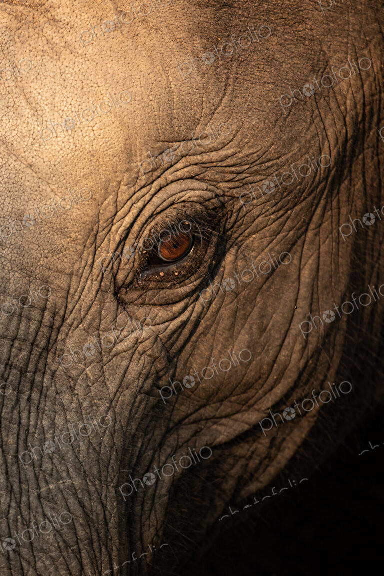 A close-up of an elephants' eye, Loxodonta africana.