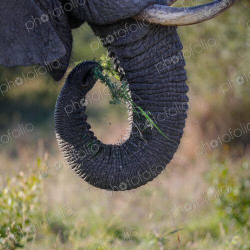 A close-up of an elephant's trunk, Loxodonta africana.