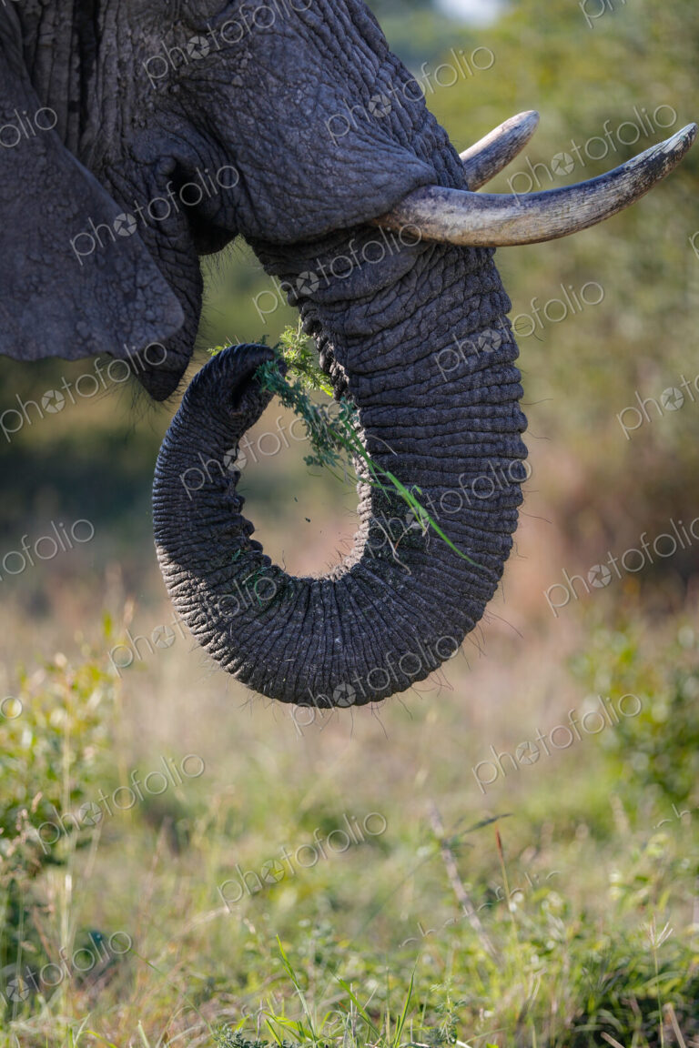 A close-up of an elephant's trunk, Loxodonta africana.