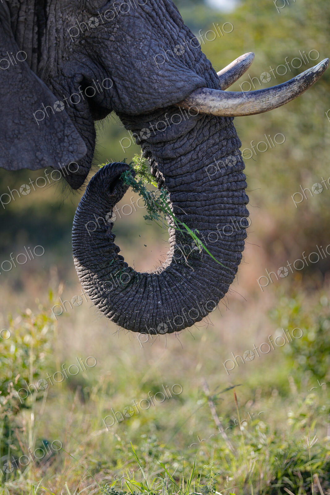 A close-up of an elephant’s trunk, Loxodonta africana.