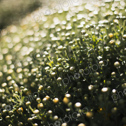 A close up of flowering organic plants in a greenhouse. A close up of flowering organic plants in a greenhouse.