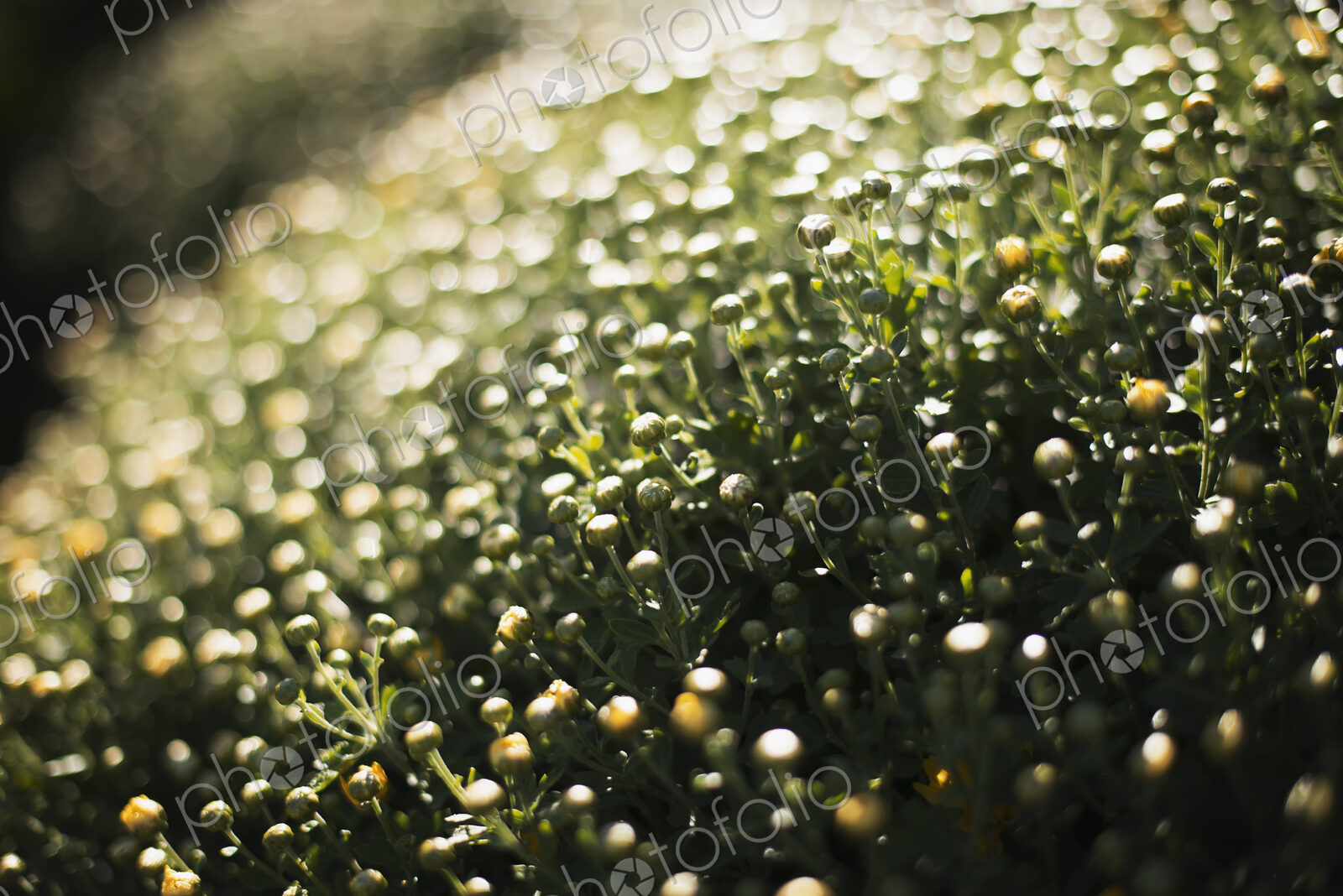 A close up of flowering organic plants in a greenhouse.