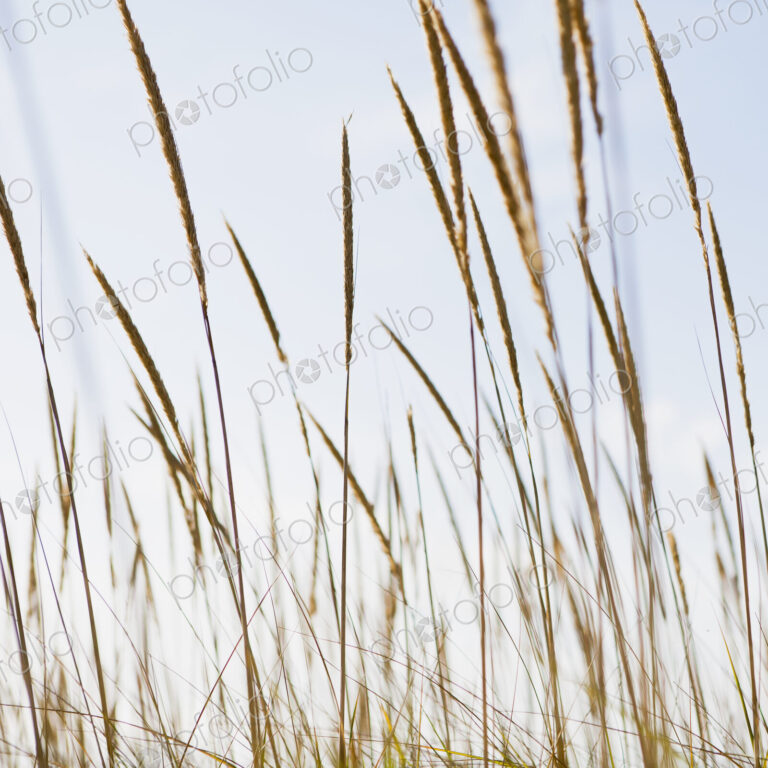 A close up of sea grasses or dune grasses on the Long Beach Peninsula, Washington, USA