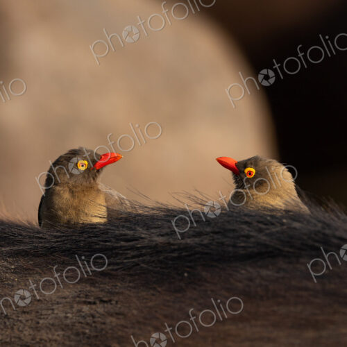 A close-up of two red-billed oxpeckers, Buphagus erythrorhynchus. A close-up of two red-billed oxpeckers, Buphagus erythrorhynchus.