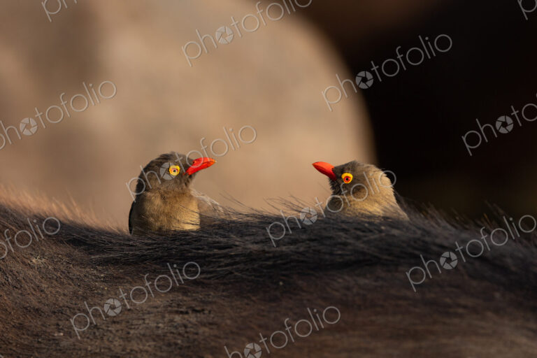 A close-up of two red-billed oxpeckers, Buphagus erythrorhynchus.