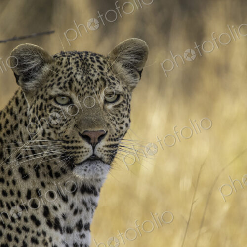 A close-up portrait of a female leopard, panthera pardus. A close-up portrait of a female leopard, panthera pardus.
