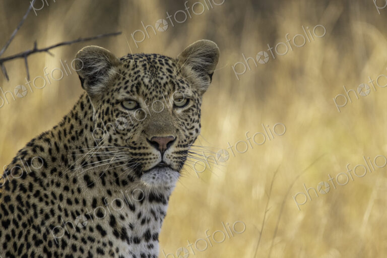 A close-up portrait of a female leopard, panthera pardus.