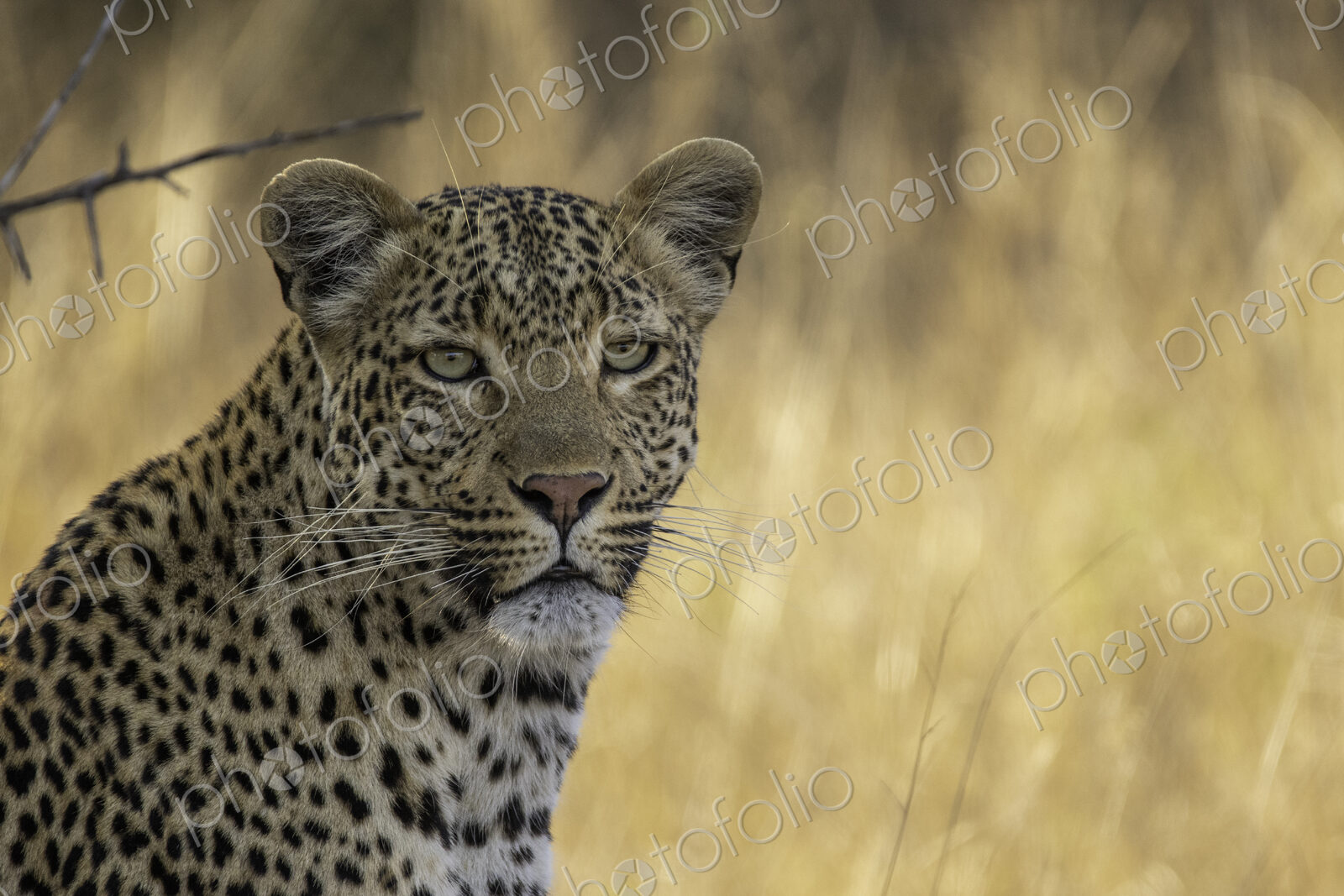 A close-up portrait of a female leopard, panthera pardus.