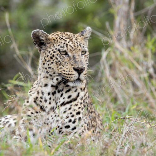 A close-up portrait of a female leopard, panthera pardus. A close-up portrait of a female leopard, panthera pardus.