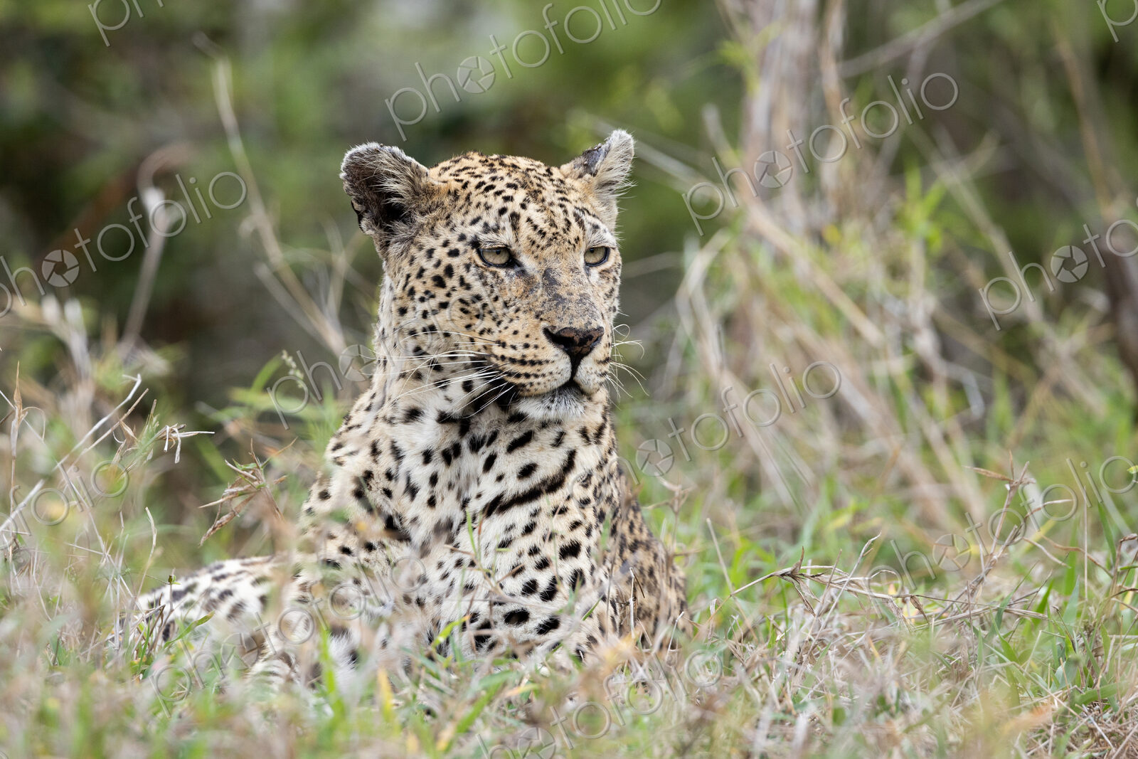 A close-up portrait of a female leopard, panthera pardus.