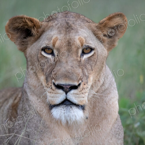 A close-up portrait of a lioness's face, Panthera leo. A close-up portrait of a lioness's face, Panthera leo.