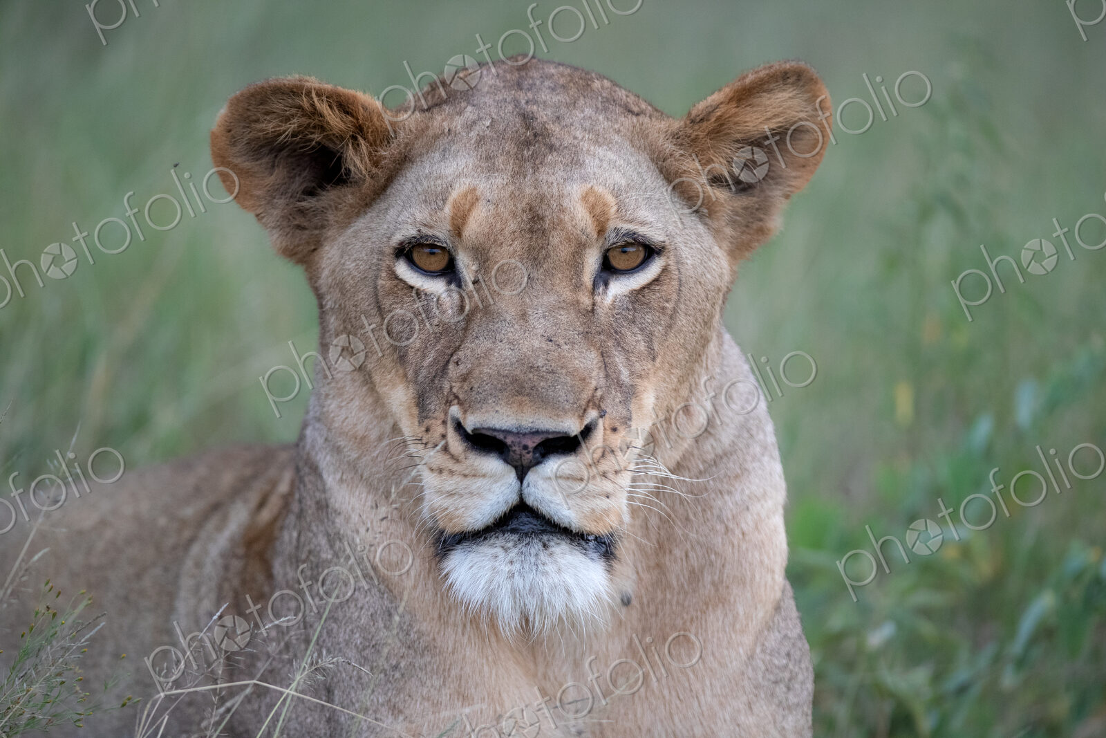 A close-up portrait of a lioness’s face, Panthera leo.