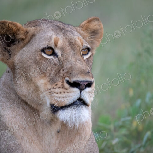 A close-up portrait of a lioness's face, Panthera leo. A close-up portrait of a lioness's face, Panthera leo.