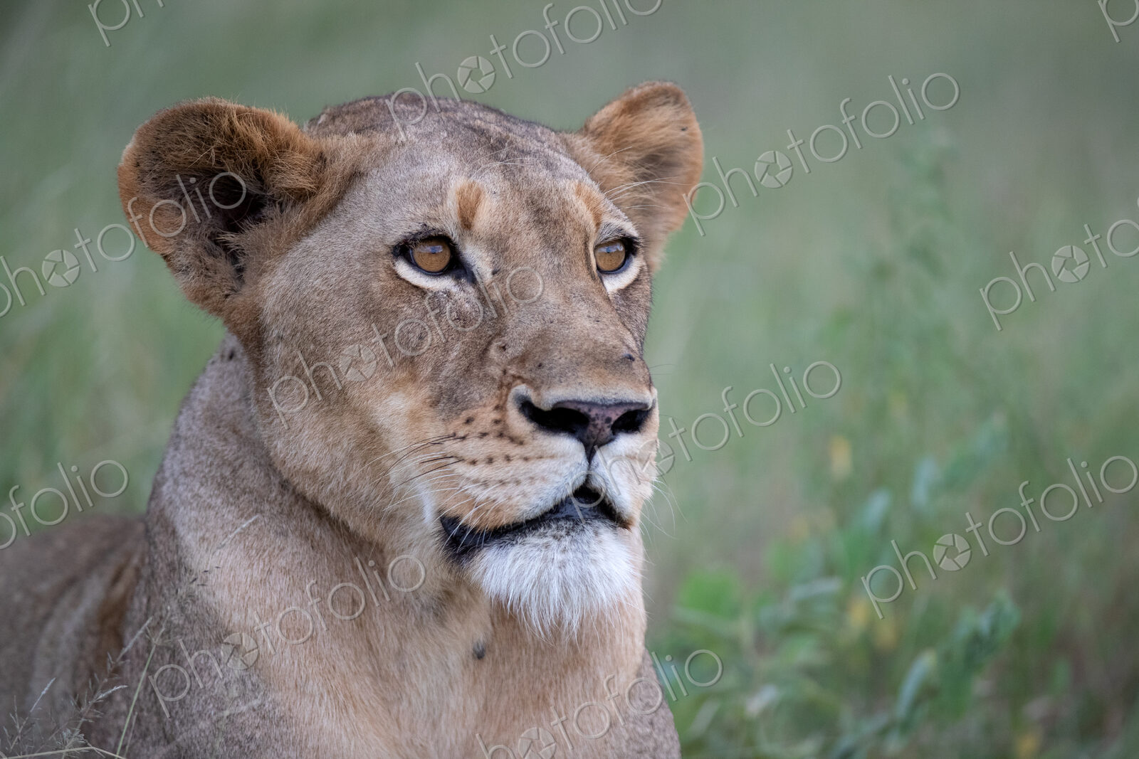 A close-up portrait of a lioness’s face, Panthera leo.