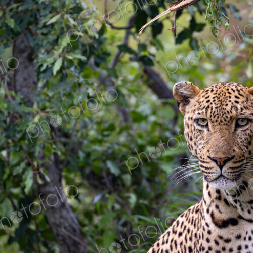 A close-up portrait of a male leopard, Panthera pardus. A close-up portrait of a male leopard, Panthera pardus.
