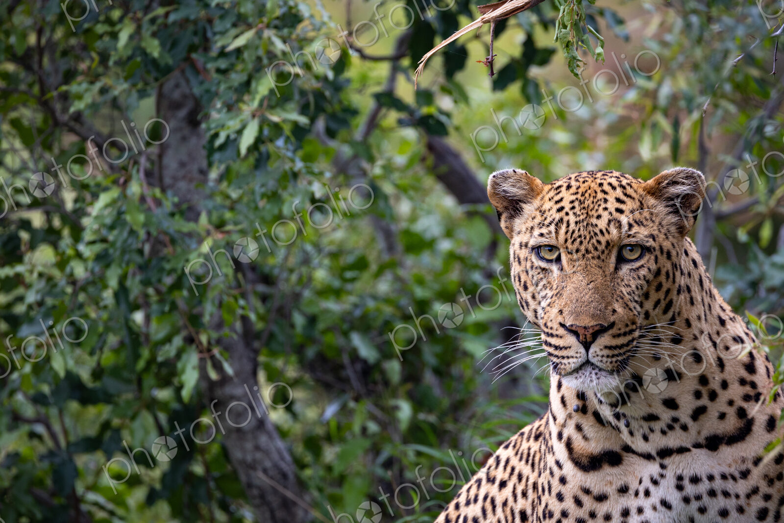A close-up portrait of a male leopard, Panthera pardus.