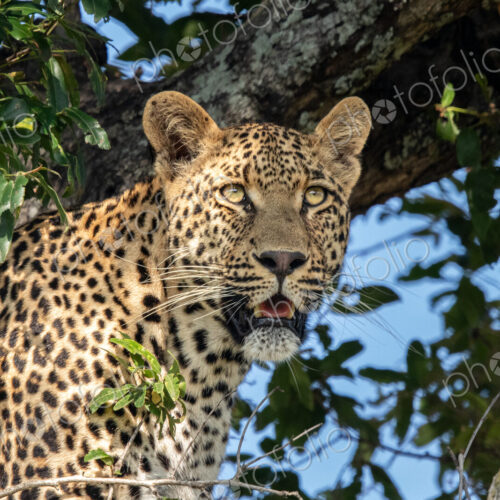 A close-up portrait of a male leopard, Panthera pardus. A close-up portrait of a male leopard, Panthera pardus.