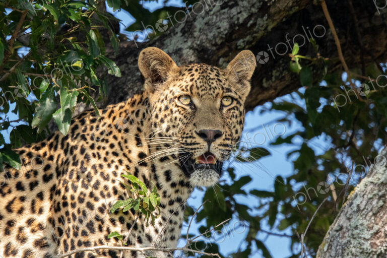 A close-up portrait of a male leopard, Panthera pardus.