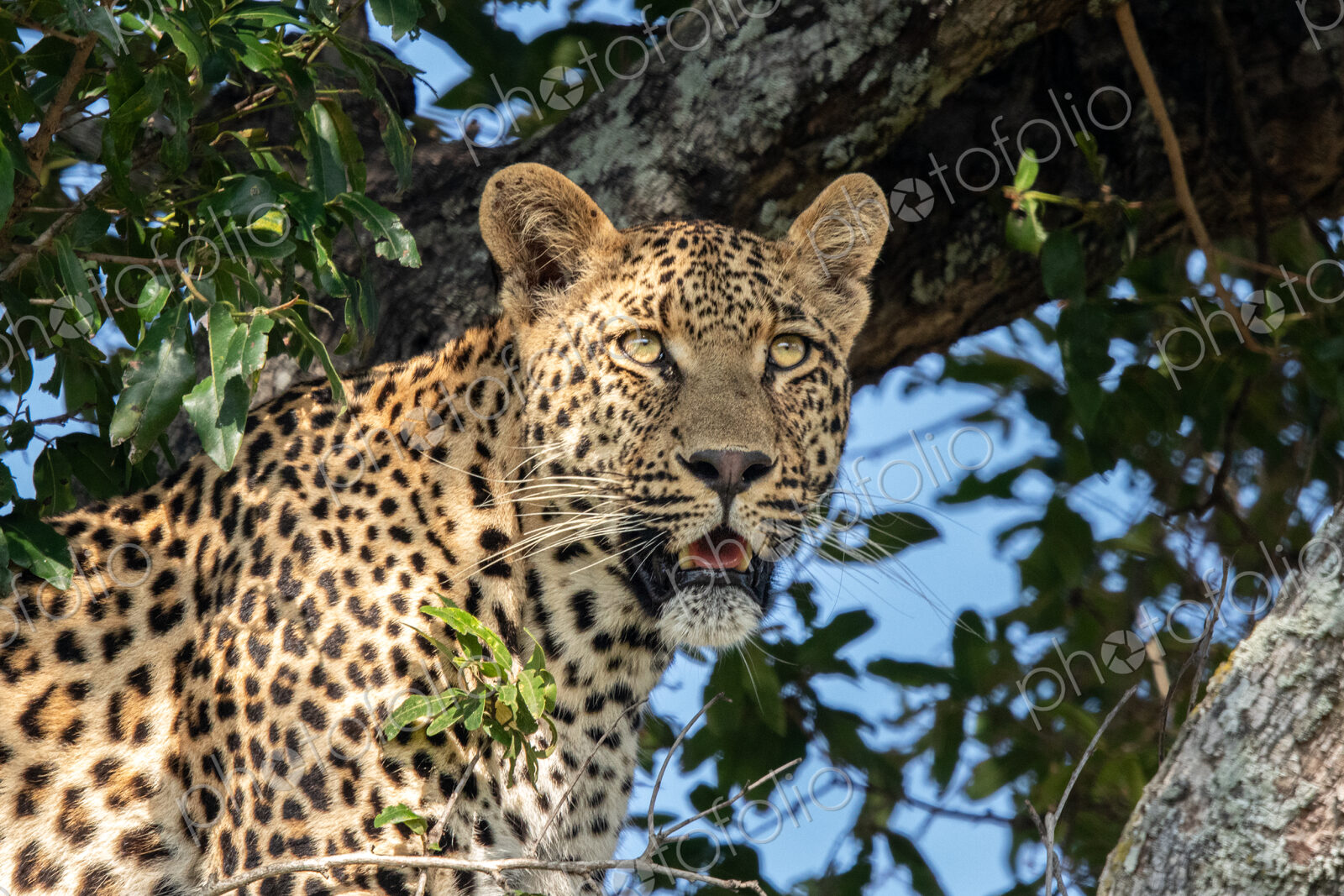 A close-up portrait of a male leopard, Panthera pardus.