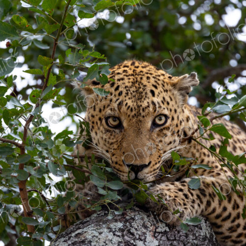 A close-up portrait of a male leopard, Panthera pardus, in a tree, direct gaze. A close-up portrait of a male leopard, Panthera pardus, in a tree, direct gaze.