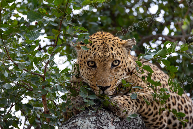 A close-up portrait of a male leopard, Panthera pardus, in a tree, direct gaze.
