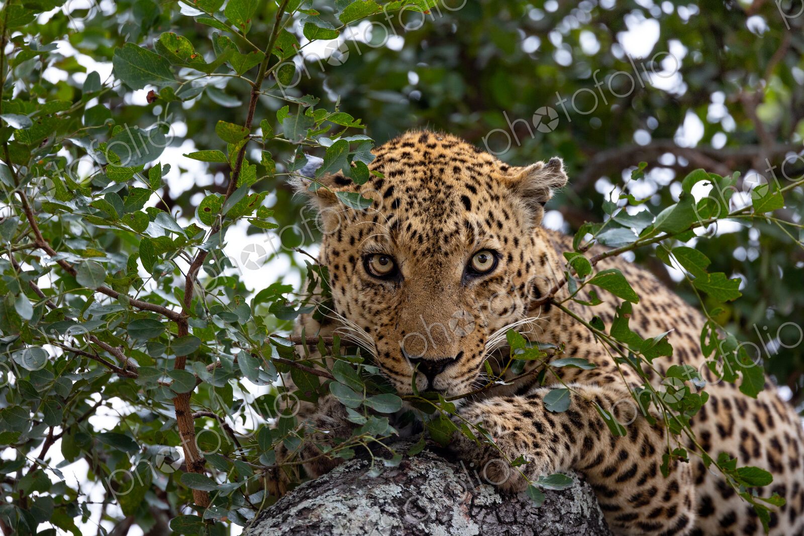A close-up portrait of a male leopard, Panthera pardus, in a tree, direct gaze.