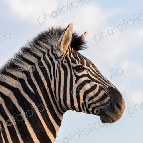A close-up portrait of a zebra, Equus quagga. A close-up portrait of a zebra, Equus quagga.