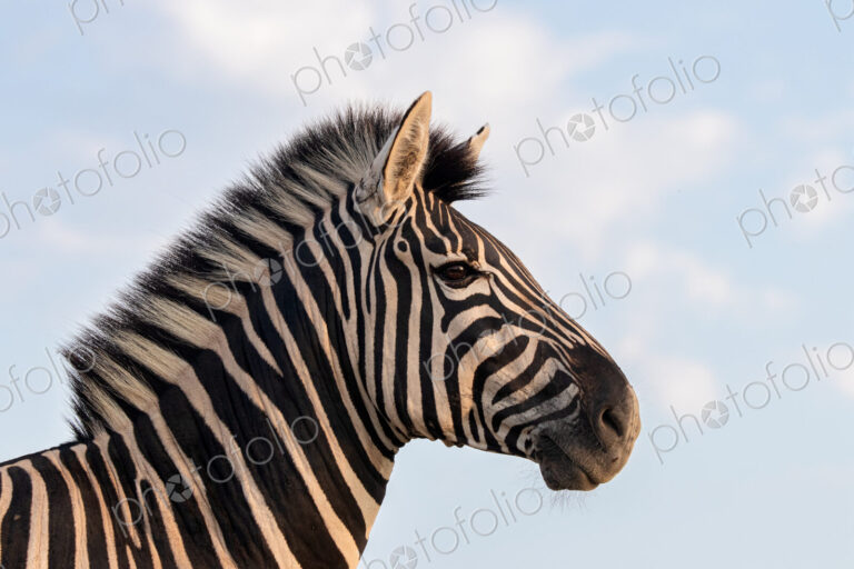 A close-up portrait of a zebra, Equus quagga.
