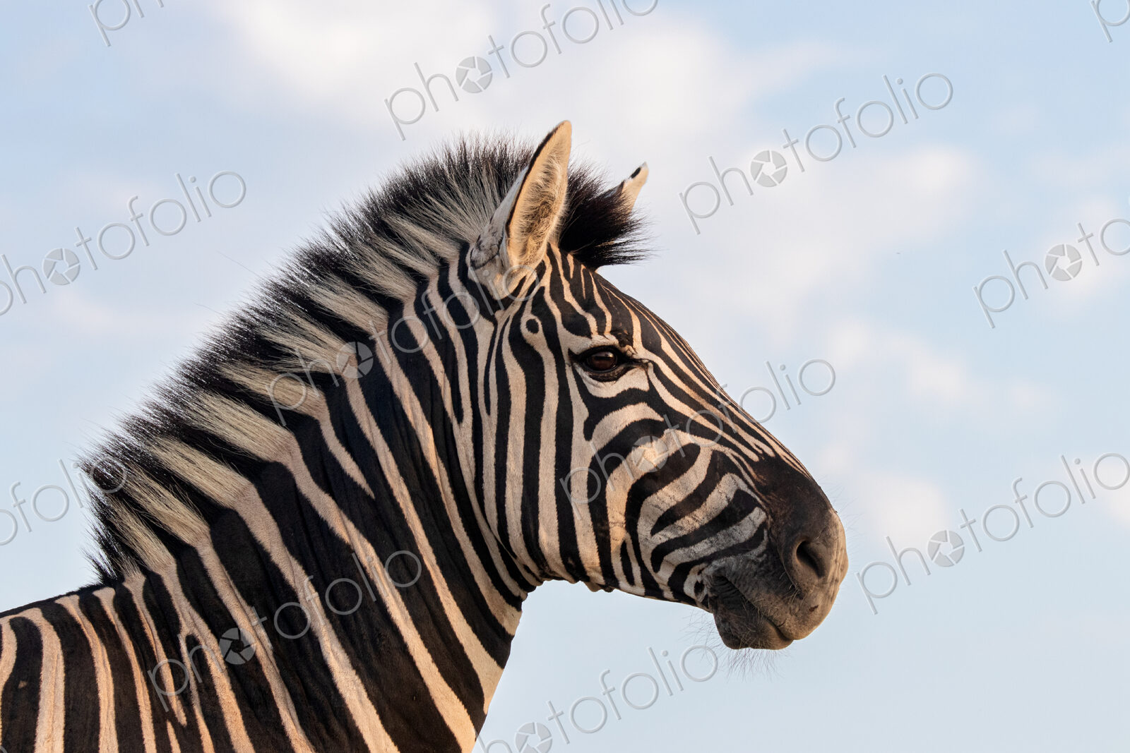 A close-up portrait of a zebra, Equus quagga.