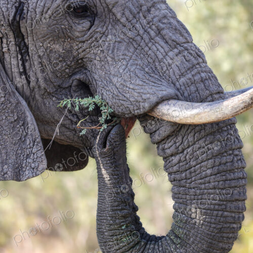 A close-up portrait of an elephant, Loxodonta africana, feeding.