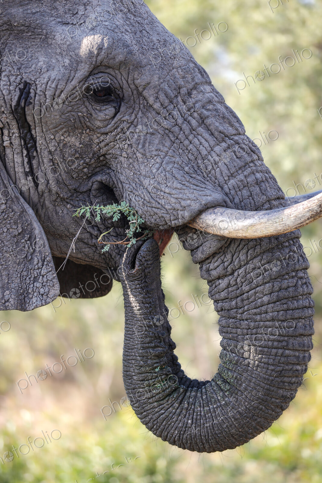 A close-up portrait of an elephant, Loxodonta africana, feeding.