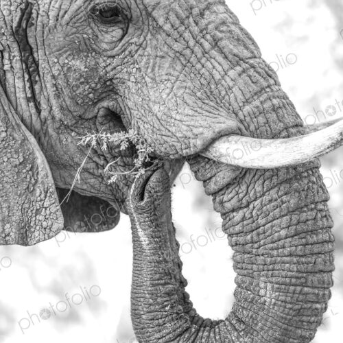A close-up portrait of an elephant, Loxodonta africana, feeding, in black and white.