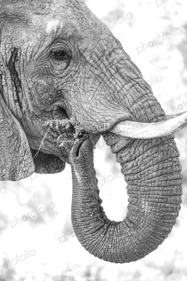 A close-up portrait of an elephant, Loxodonta africana, feeding, in black and white.