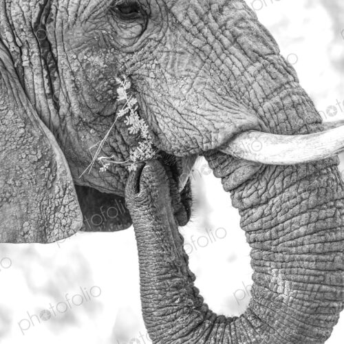 A close-up portrait of an elephant, Loxodonta africana, feeding, in black and white.