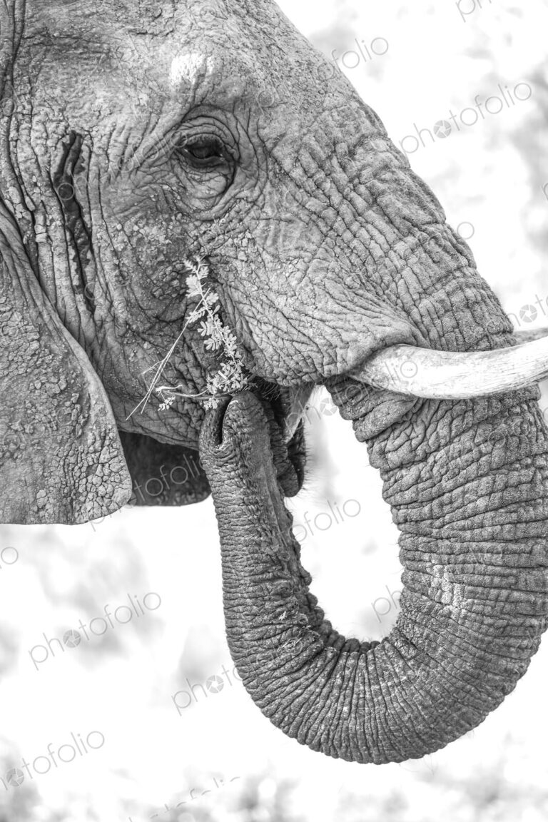 A close-up portrait of an elephant, Loxodonta africana, feeding, in black and white.