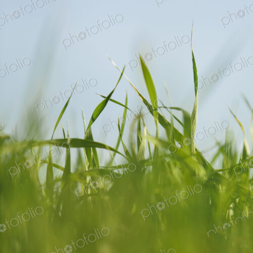 A close up view of a food crop, cultivated wheat growing in a field near Pullman,…