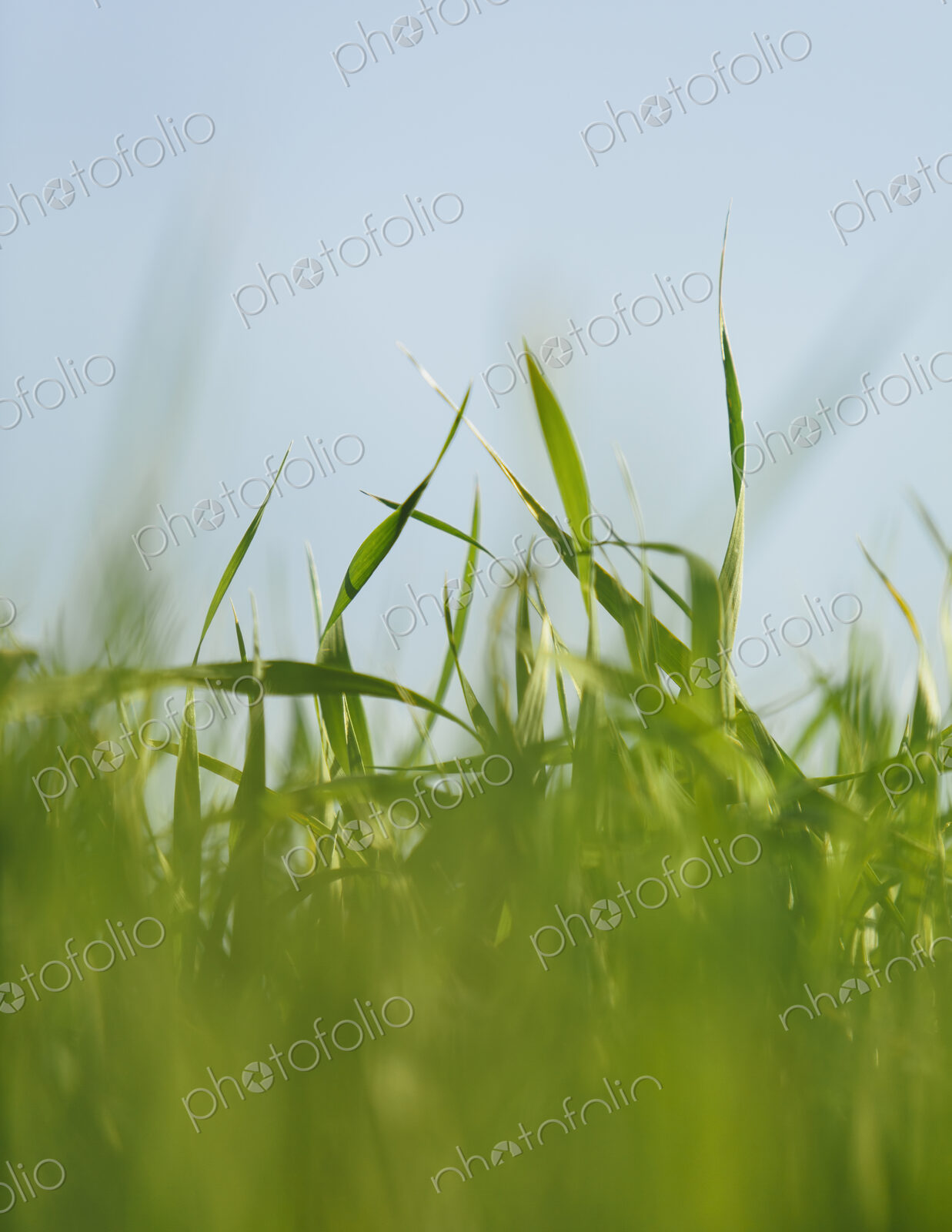 A close up view of a food crop, cultivated wheat growing in a field near Pullman,…
