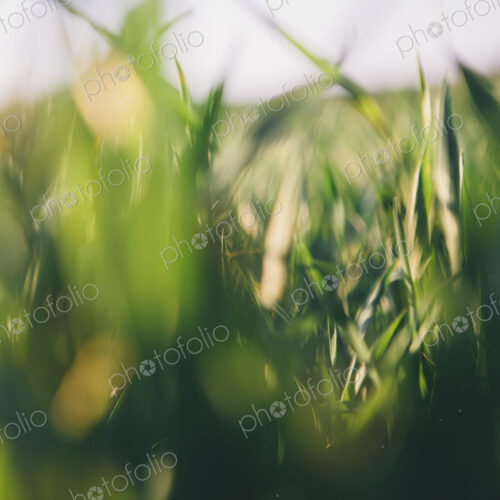 A close up view of a food crop, cultivated wheat growing in a field near Pullman,…